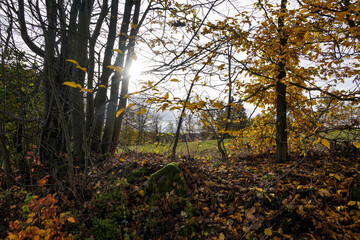 Herbstwald Sonnenschein Blätter Nebel