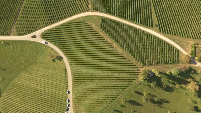 Aerial footage of vineyards in late summer. Travel spot in Austria south styria. Green vine rows. Top View 4K