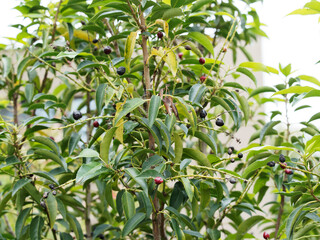 Cerisier noir ou prunus seronita, arbre buissonnant au port élancé, tronc à écorce brun gris, feuillage coriace, luisant, vert-foncé, garni de grappes de baies noires