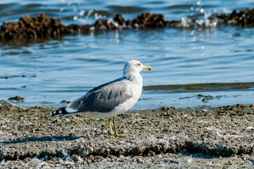 California Gull (Larus californicus) in Malibu Lagoon, California, USA