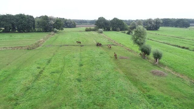 Pferdeherde mit ihren Fohlen auf einer Wiese