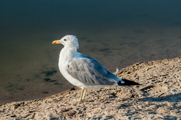 California Gull (Larus californicus) in Malibu Lagoon, California, USA