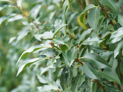(Prunus serotina) Rameaux du merisier tardif ou cerisier noir garnis de feuilles pointues, oblongues, finement dent&eacute;es vert-fonc&eacute; luisantes