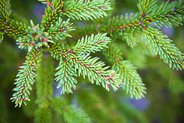 Spruce branch with short needles close-up. Natural background, green Christmas tree texture, pattern. Christmas, new year. Space for text. Selective focus