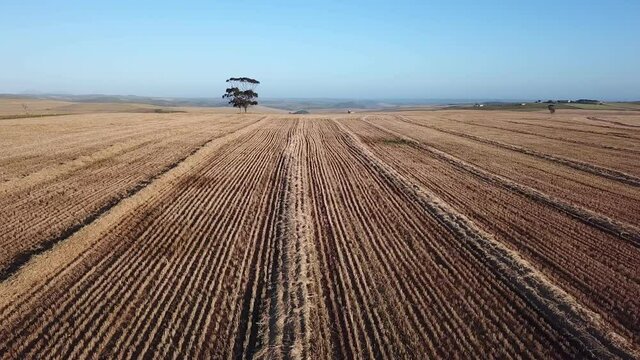 Flying over dried wheat or barley windrows, Overberg, South Africa
