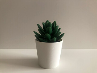 Green plant in white flowerpot. 
Succulent plants can be preferred for a stylish decoration. White pots are suitable for minimal deoration.