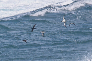 Manx Shearwaters (Puffinus puffinus) in flight over a rough sea off Pendeen, Cornwall, England, UK.