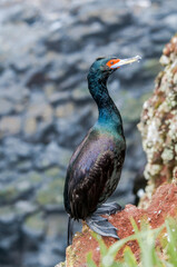 Red-faced Cormorant (Phalacrocorax urile) at St. George Island, Alaska, USA