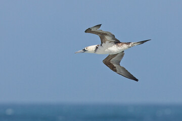 An immature Northern Gannet, (Morus bassanus) in flight off Pendeen, Cornwall, England, UK.