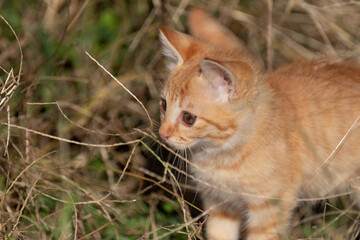 好奇心旺盛な子猫　茶トラ猫