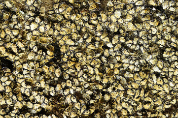 Oyster shell Perched on rocks and fossils in nature