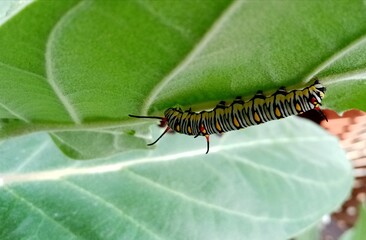 close up of a caterpillar