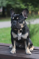 A dog sitting on a bench