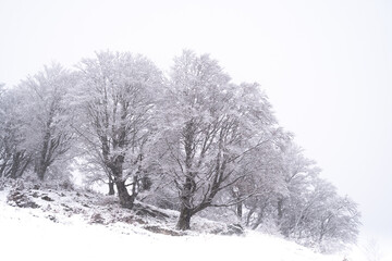 Première neige Pyrénées arbre recouvert minimalisme