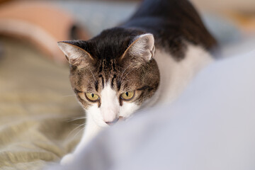 猫がいる風景　キジトラ猫