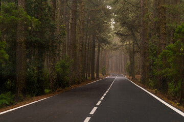 asphalt road in the forest autumn 