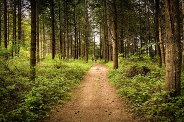 Fototapeta na wymiar path in the woods road trekking 