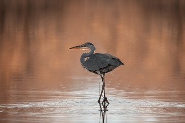 Common Grey Heron Hunting
