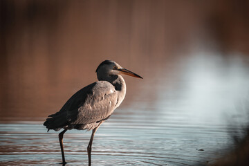 Common Grey Heron Hunting