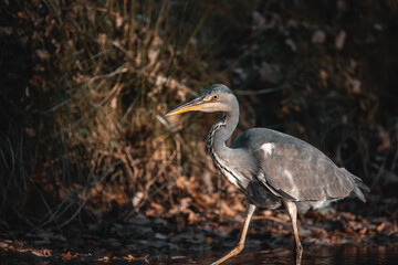 Common Grey Heron Hunting