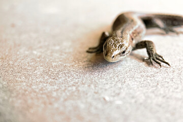 Lizard basks on concrete on a Sunny day