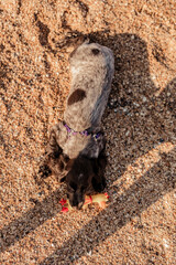 Young springer spaniel dog playing with toy on a floor on sea shore