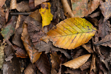黄色に色づいた落ち葉　秋の風景