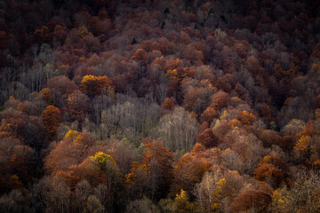 Fototapeta na wymiar Forêt couleur d'automne montagne des pyrénées