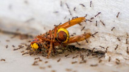 ants and a dead wasp