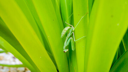 mantis in the grass
