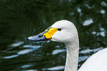 Bewick's Swan (Cygnus bewickii) in Barents Sea coastal area, Russia