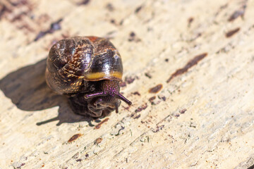 snail on a painted Board