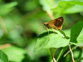 Fiery skipper butterfly on plant leaf with natural green background, Black stripes and dots on the brown wings of a tropical insect, Thailand