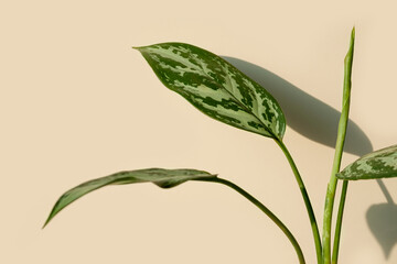 Close-up leaves of Aglaonema plant. Aglaonema flower on a beige background. Home plants care concept. Modern minimal creative home decor concept, garden room