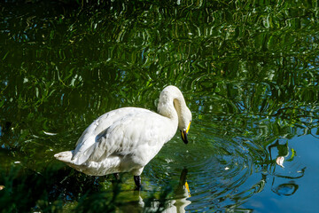 Bewick's Swan (Cygnus bewickii) in Barents Sea coastal area, Russia