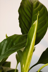Close-up leaves of Spathiphyllum plant. Spathiphyllum flower in a white pot on a white background. Home plants care concept. Modern minimal creative home decor concept, garden room