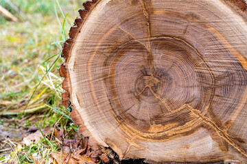The trunk of an oak tree cut in the forest