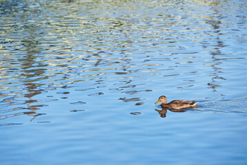 Mallard duck swims in clear blue water