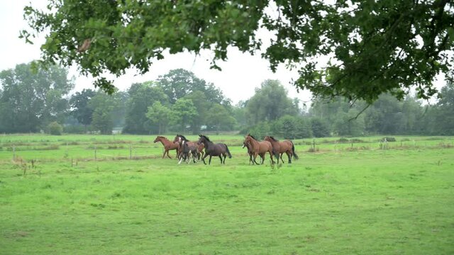 Pferdeherde mit ihren Fohlen auf einer Wiese