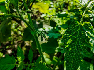Tomato plants belong to the plant group known as flowering plants or angiosperms. The tomato plant reproduces sexually, meaning that it requires both female and male organs to produce seeds.