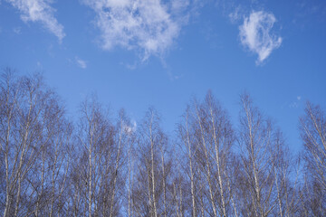 Tree branches on a background of blue sky with clouds