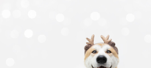 Banner akita dog christmas reindeer antlers costume. Isolated on white background. © Sandra