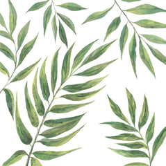 Fern leaves isolated on a white background. Watercolor illustration. - 390336547