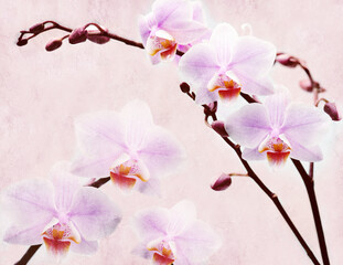 Fototapety  Pink Orchid on the textured wall. Mural, Wallpaper for internal printing.