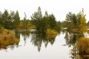 Fototapeta na wymiar Swamp Landscape. Conservation area, swamp surrounded by pines reflecting in the water, Belarus.