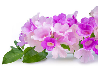 Beautiful Violet Garlic vine flower isolated on white background, Branches of blooming Mansoa alliacea or Garlic vine on white background With clipping path.