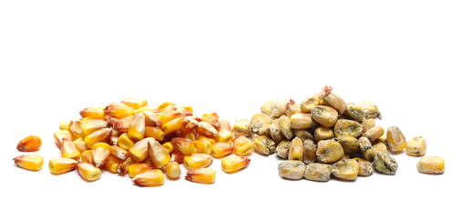 Moldy and good ripe corn kernel piles next to each other for comparison isolated on white...