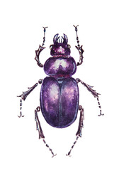 Watercolor drawing of beautiful beetle isolated on the white background. Handmade illustration of colorful beetle.
