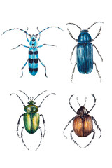 Watercolor drawing of colorful beetles isolated on the white background. Handmade illustration of insects.