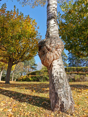 Burr or burl on a tree in a park in Autumn.